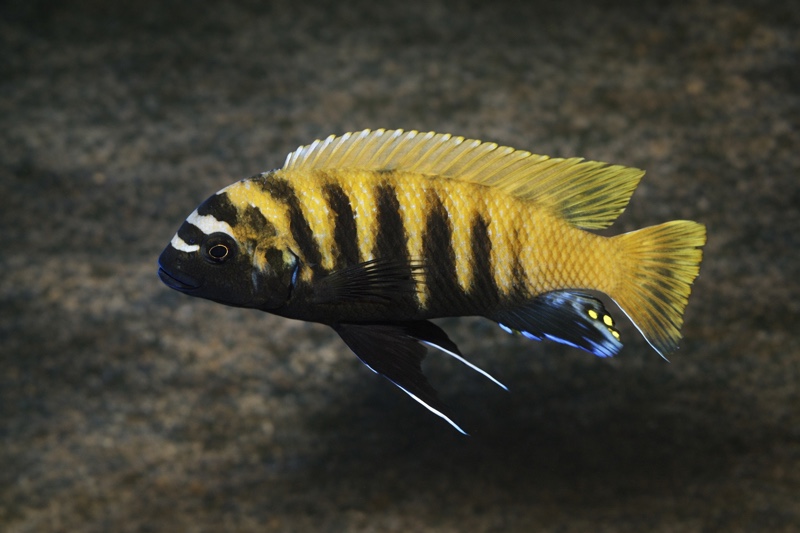 Maylandia sp. 'zebra gold' Charo